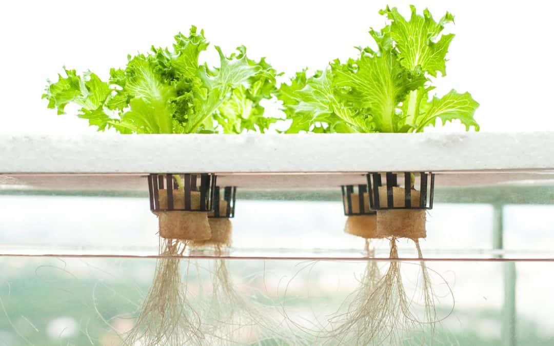 what is hydroponics and why is it a good idea?