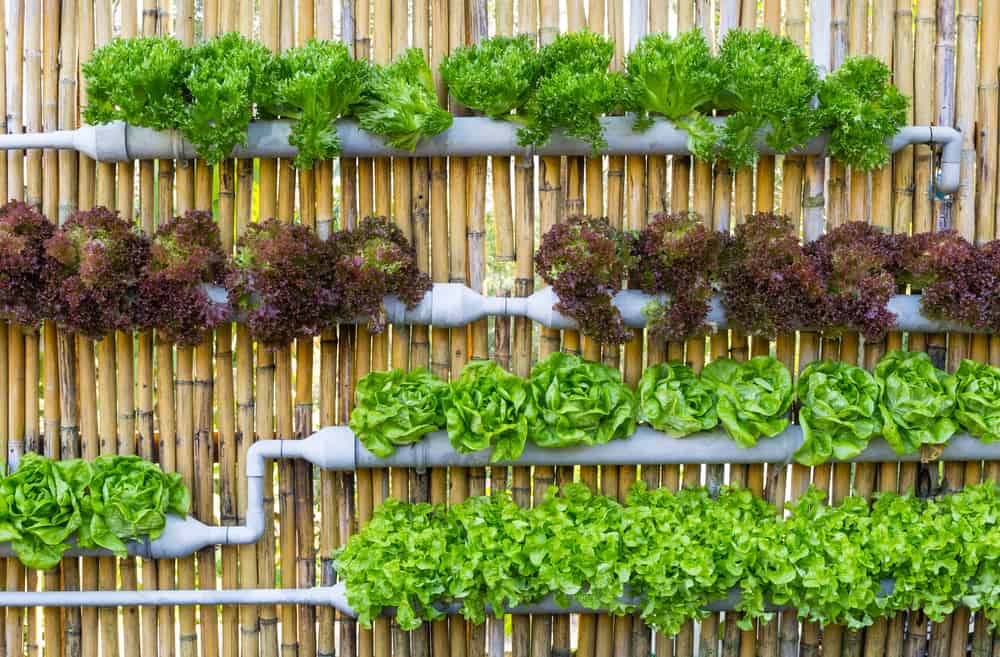 hydroponics and improving food access