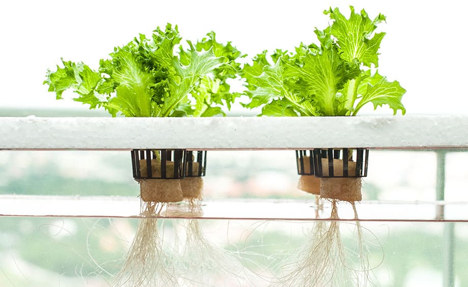 what is hydroponics and why is it a good idea?