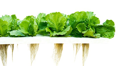 hydroponics_sustainable_to_our_core_v3 marlo hydroponic skincare is sustainable at our core