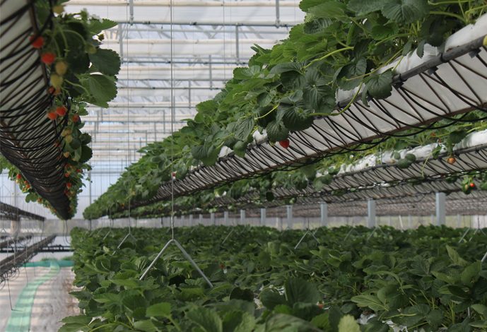 spotlight: desert hydroponics at sundrop farms, australia