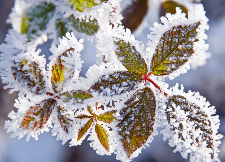 it’s that time of year: wintertime skincare