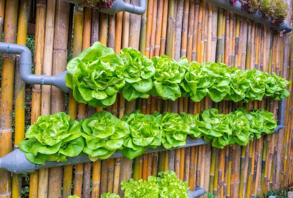 what can you grow with hydroponics?