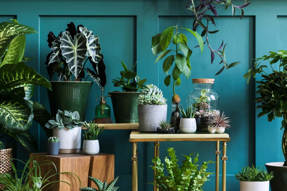 indoor nature plants