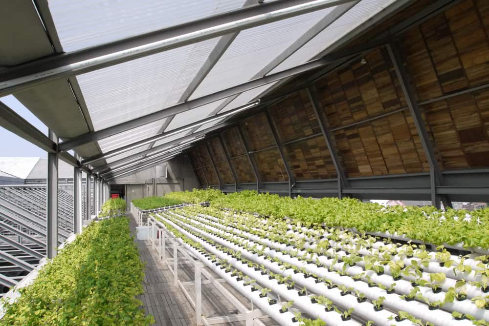 hydroponic garden farm rooftop greenhouse