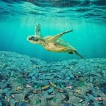 Sea,Turtle,Swimming,In,Ocean,Invaded,By,Plastic,Bottles.,Pollution, pacific garbage patch