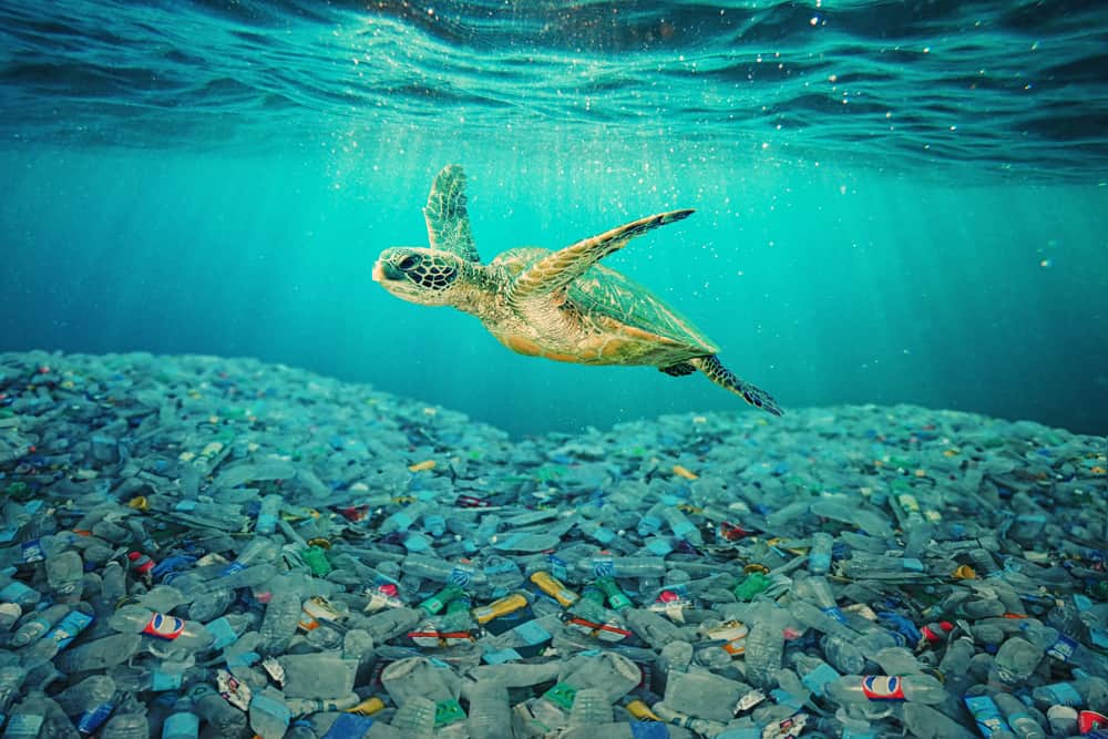 Sea,Turtle,Swimming,In,Ocean,Invaded,By,Plastic,Bottles.,Pollution, pacific garbage patch