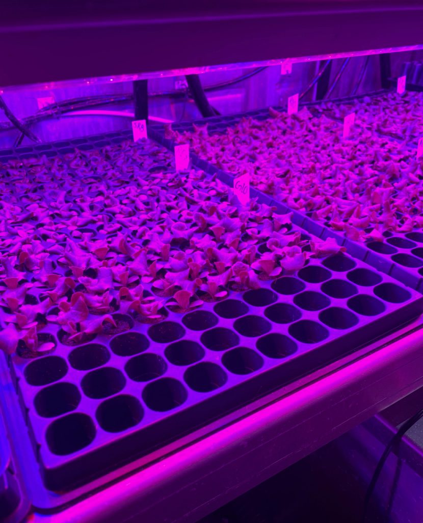 hydroponic container farm
