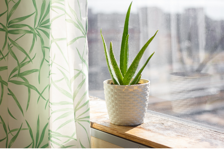 there’s more to aloe vera than you think
