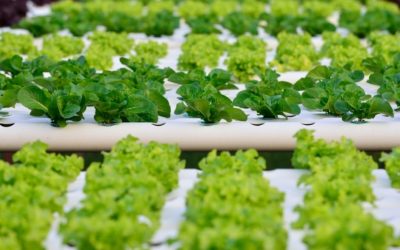 the environmental benefits of hydroponics