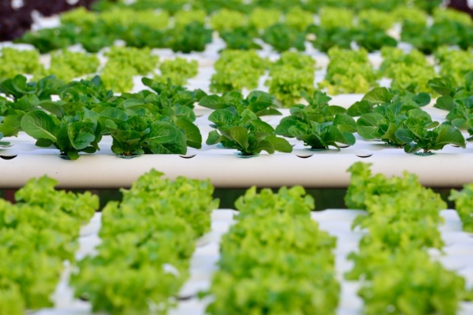 hydroponics farming environment benefit conservation