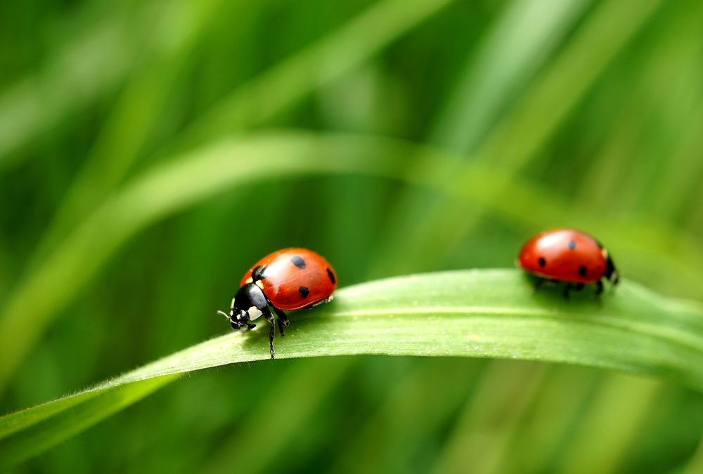 ladybugs and hydroponics: 100% non-toxic pest control