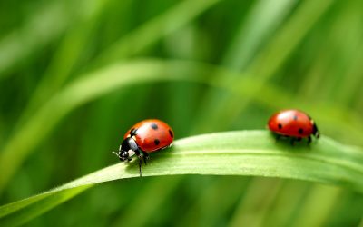 ladybugs and hydroponics: 100% non-toxic pest control