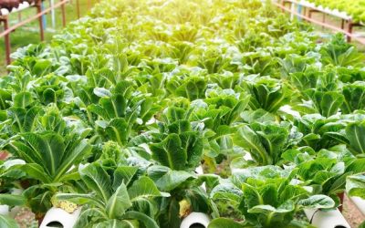 hydroponic growing in a time of devastating droughts