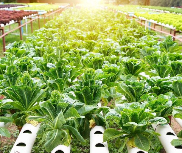 hydroponics hydroponic farm drough water conservation freshs produce vertical farm